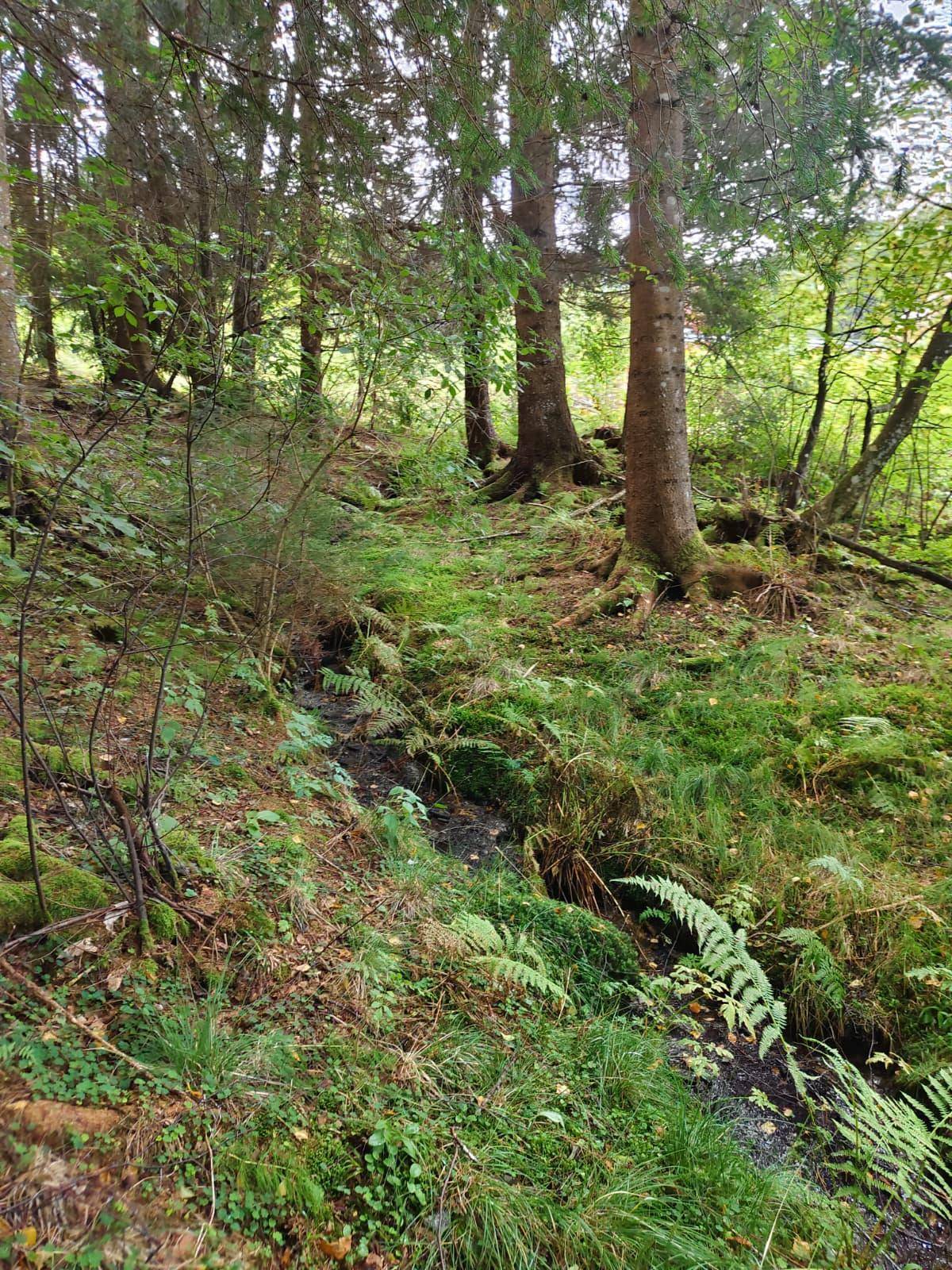 Waldlandschaft mit einem kleinen Bach, umgeben von Farnen und Moos, das eine idyllische Szene bildet.