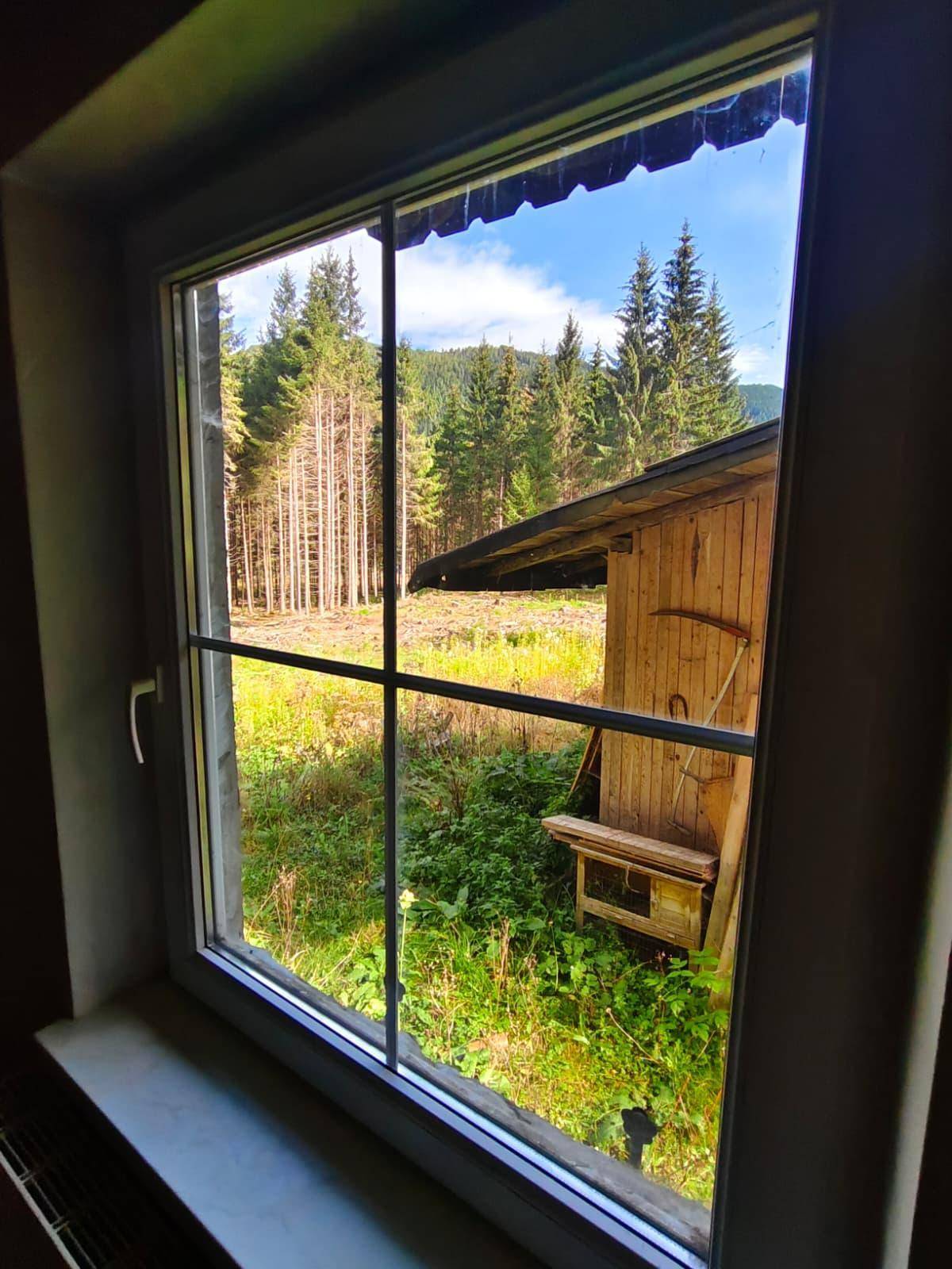 Blick aus einem Fenster auf einen Holzschuppen und einen dichten Wald im Hintergrund.