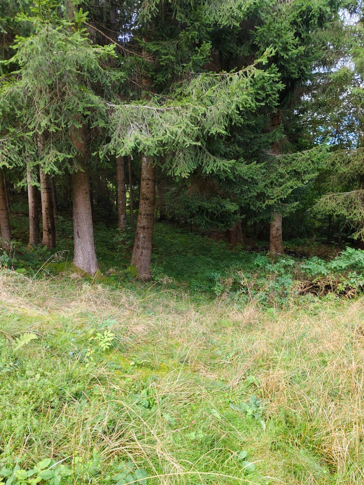 Waldrand mit hohen Bäumen und einer grasbewachsenen Fläche im Vordergrund.