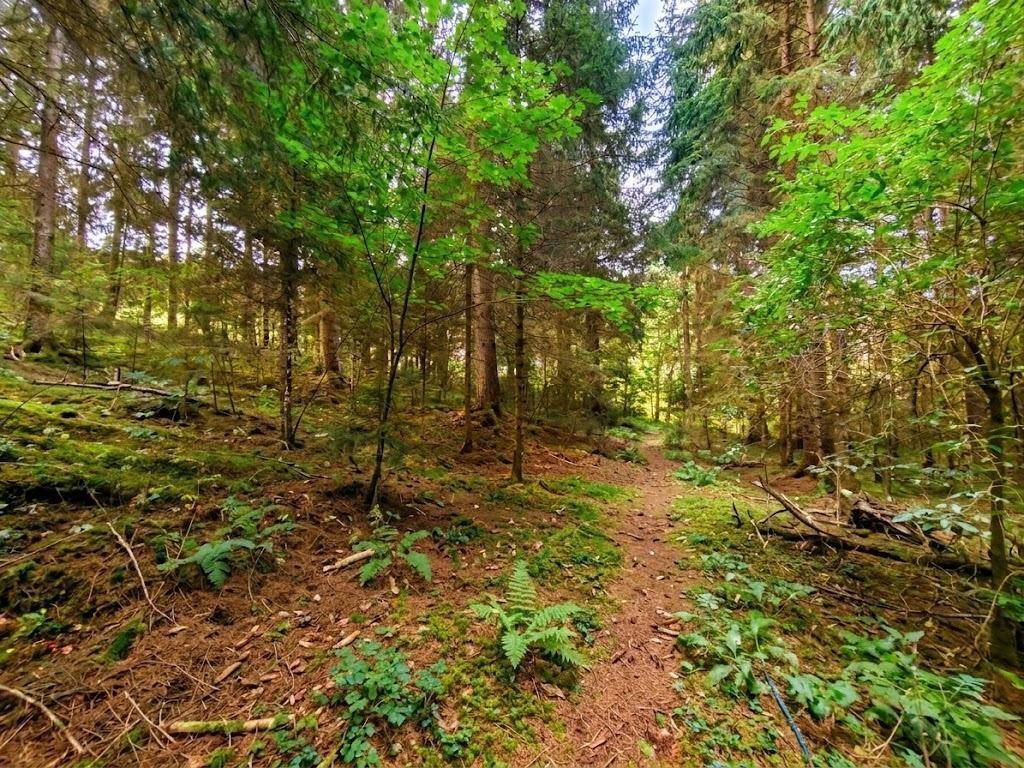 Ein schmaler Pfad führt durch einen dichten Wald mit üppigem Grün und hohen Bäumen.