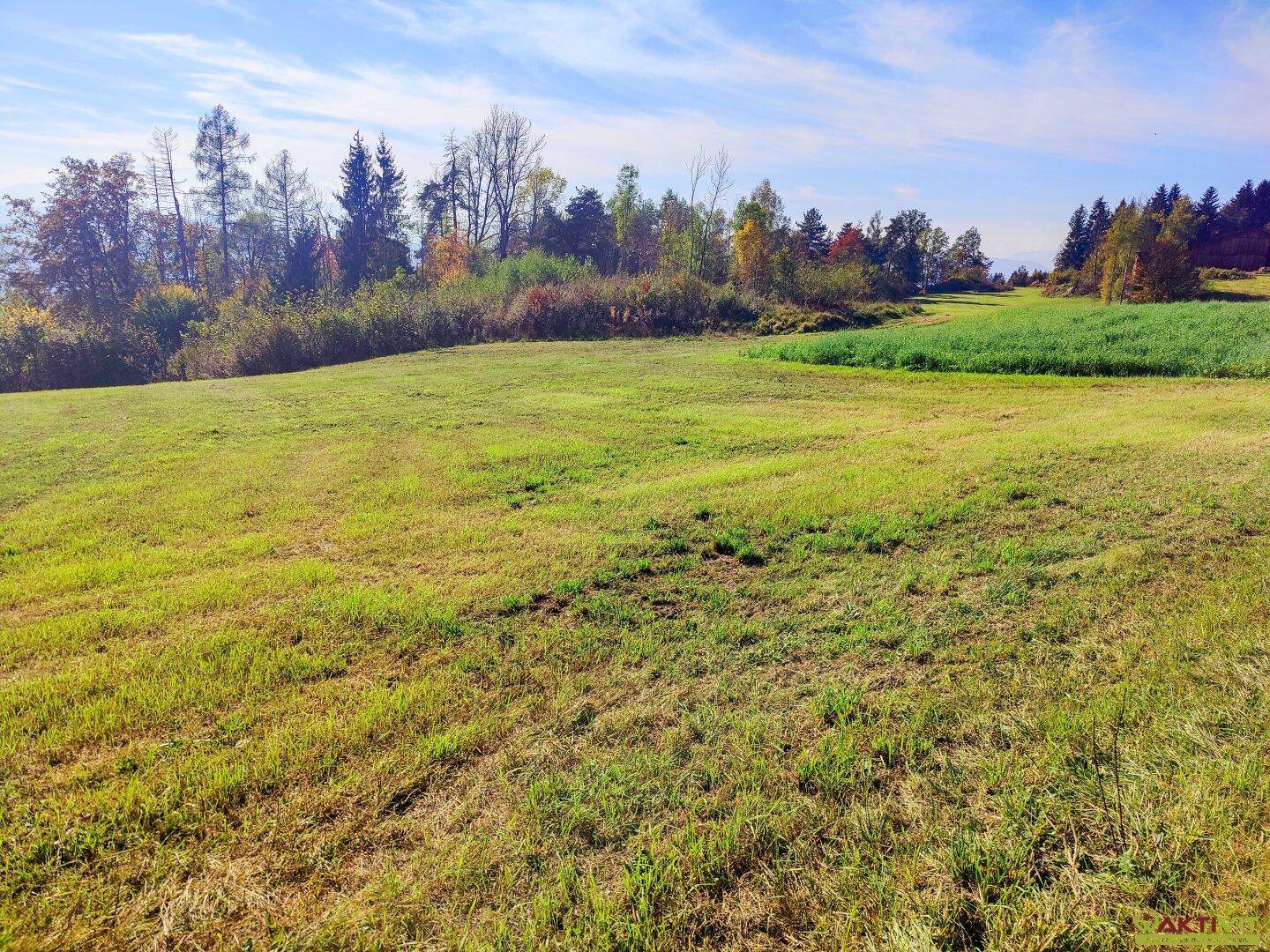 Offenes Feld mit grüner Wiese und bewaldetem Horizont unter blauem Himmel.