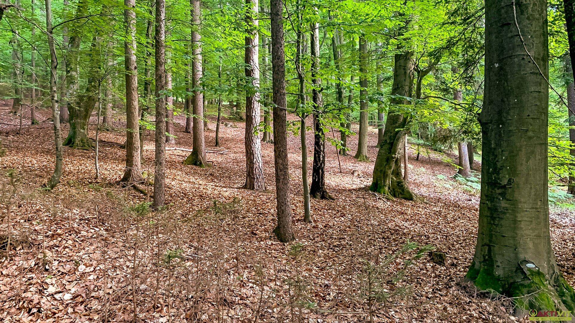 Dichter Wald mit hohen Bäumen und Laub auf dem Waldboden.
