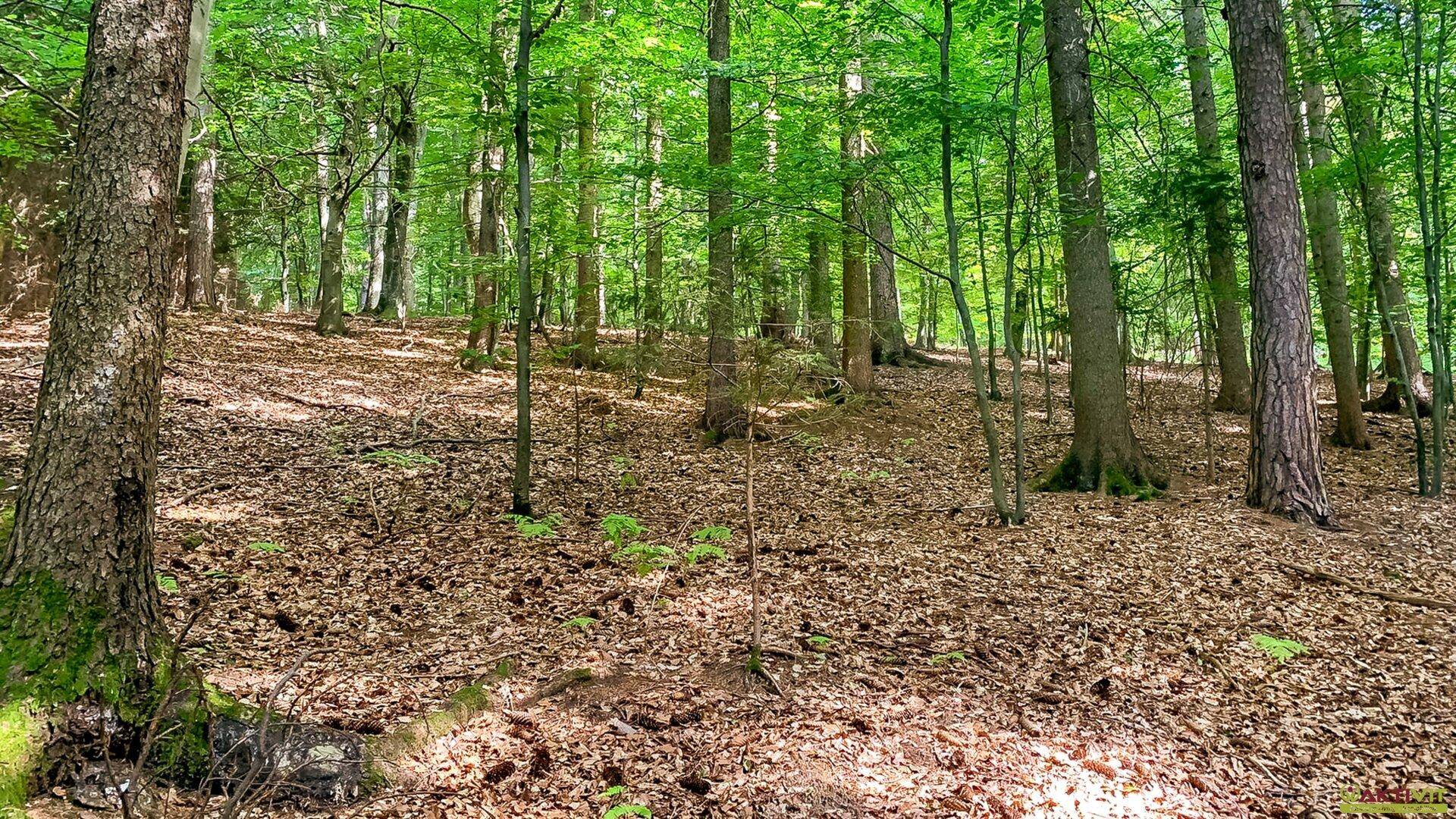 Ruhiger Waldweg mit dichtem Baumbestand und natürlicher Umgebung.