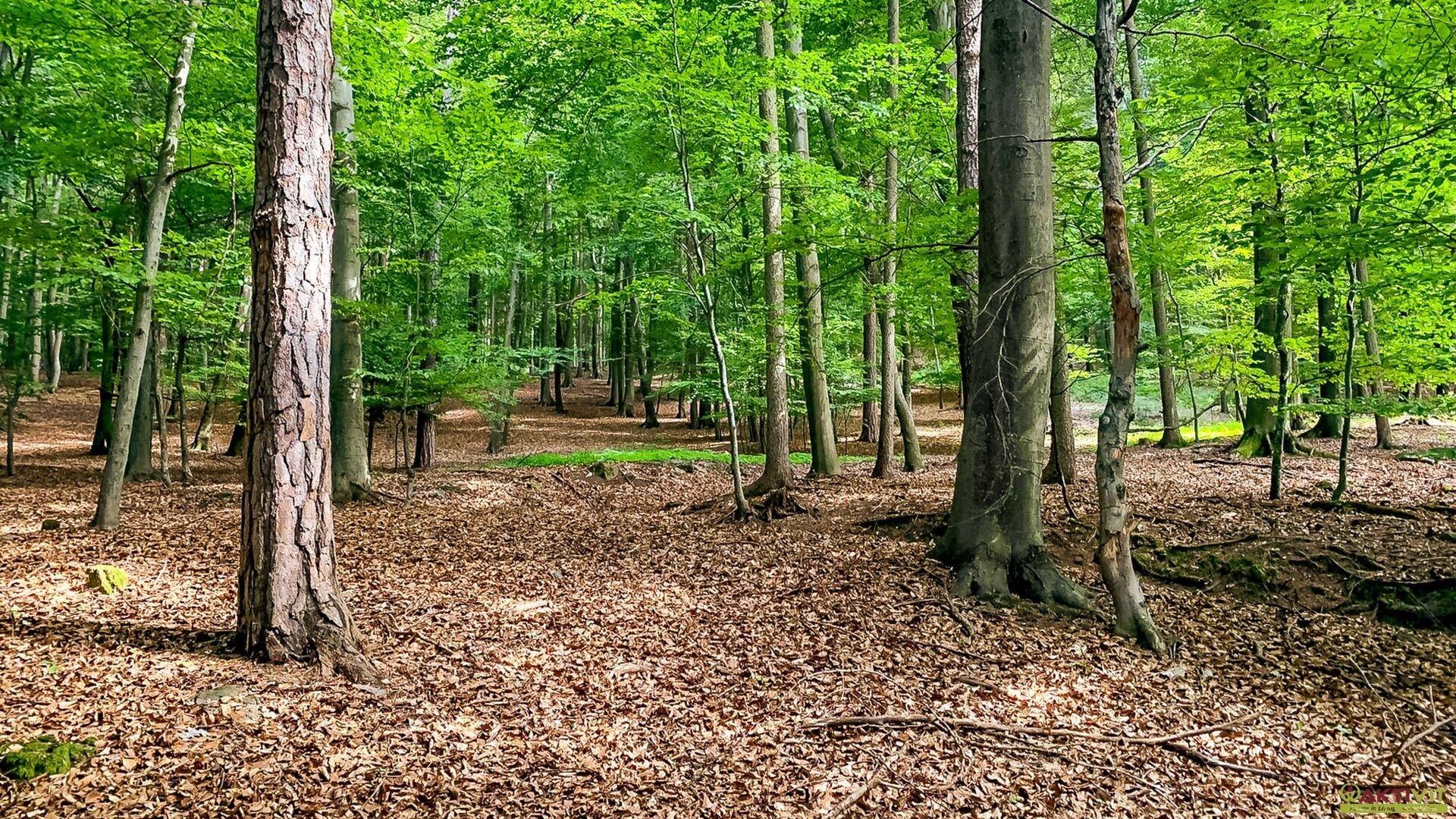 Waldlandschaft mit vielen Bäumen und einem Teppich aus Herbstlaub.