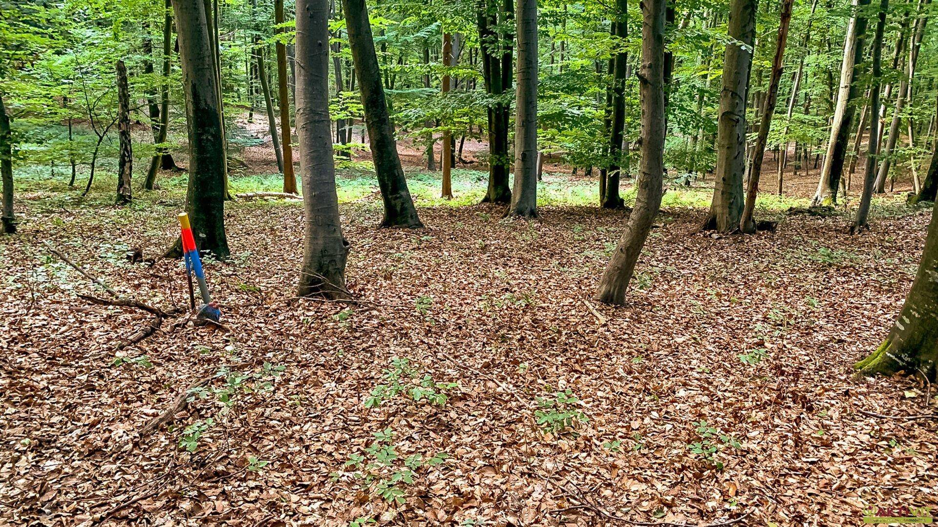 Waldgebiet mit Bäumen und einem markierten Pfahl im Vordergrund.