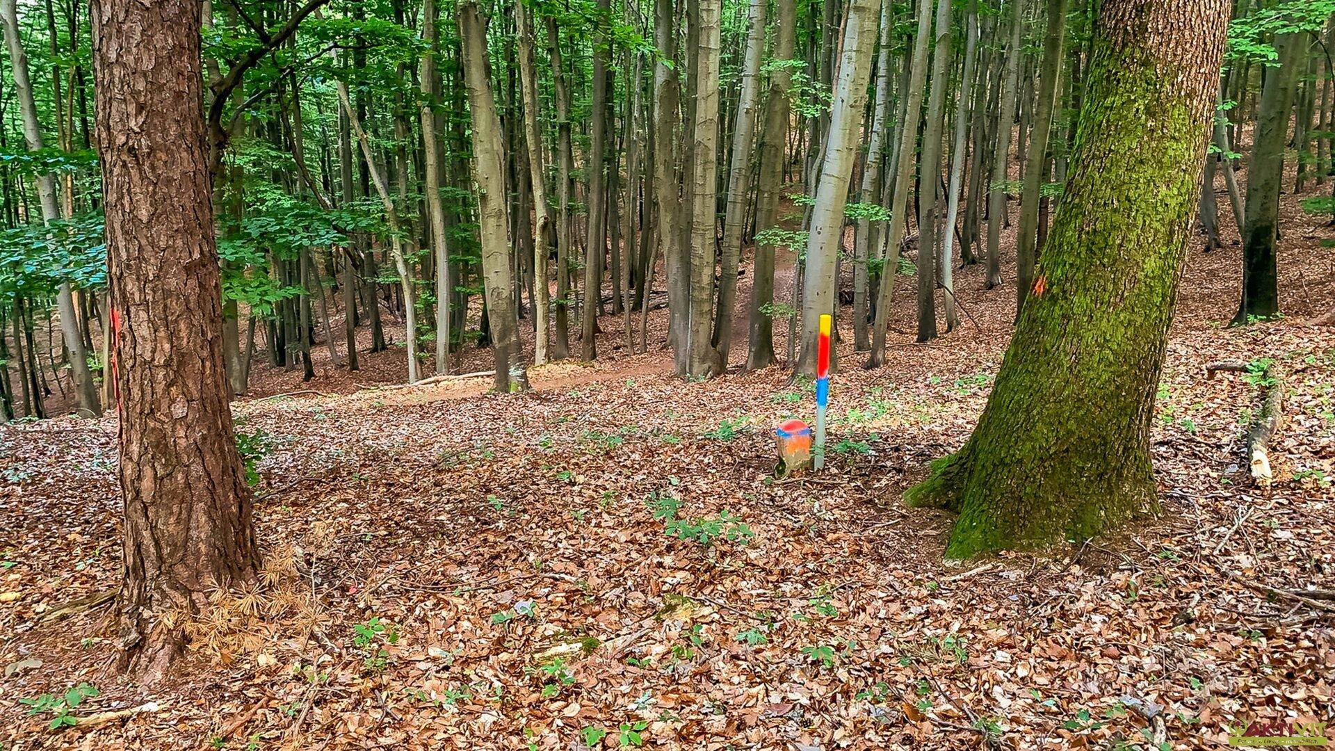 Dichter Wald mit hohen Bäumen und einem farbigen Markierungspfahl.