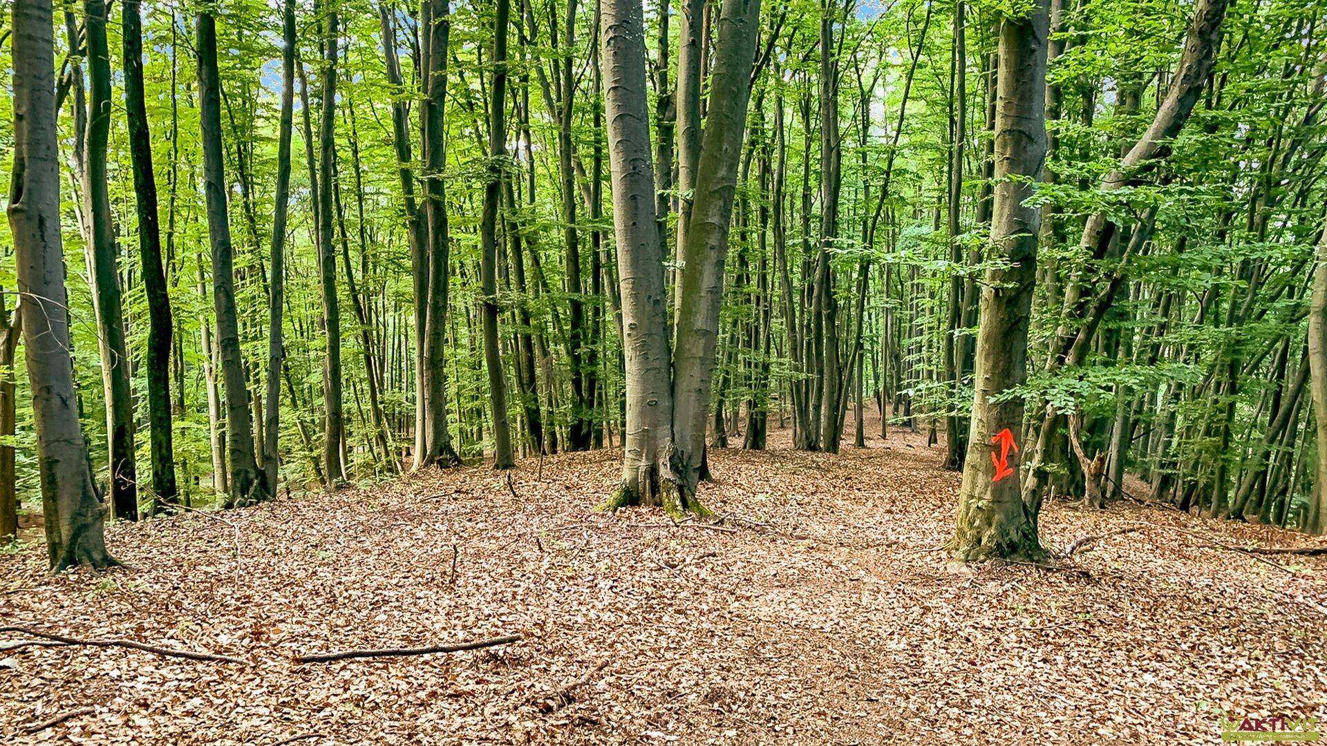 Dichter Wald mit hohen Bäumen und Laub auf dem Waldboden, ideal für Spaziergänge in der Natur.