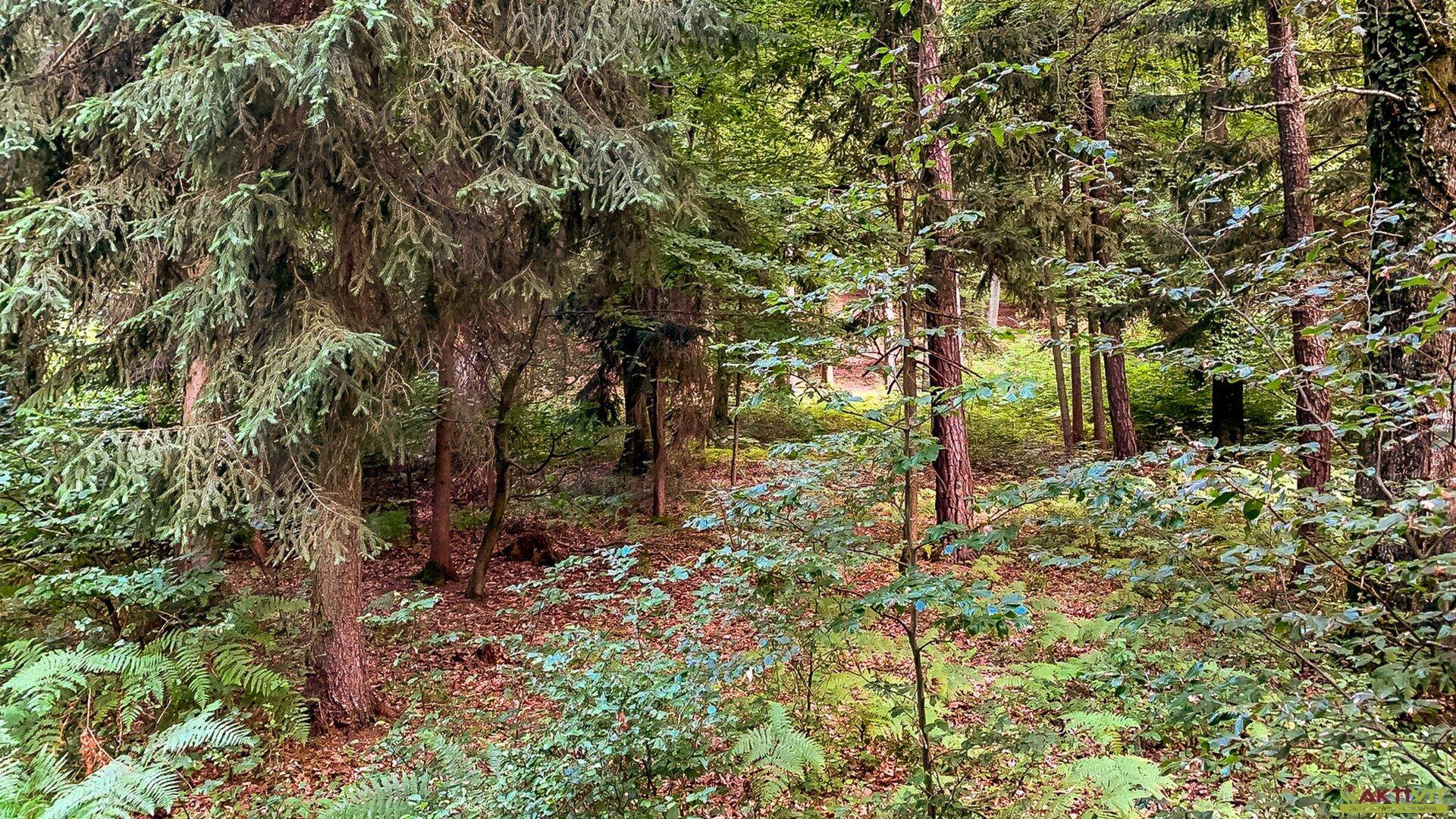 Dichter Mischwald mit üppigem Unterholz und Farnen, bietet eine ruhige und natürliche Umgebung.