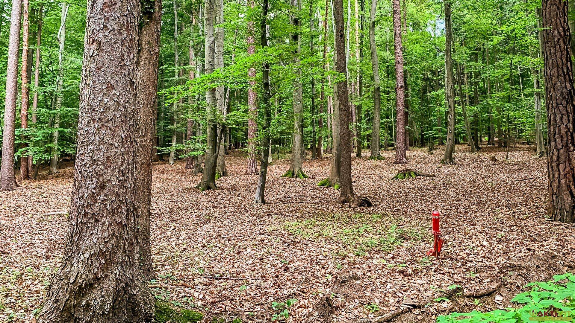 Lichter Wald mit hohen Bäumen und trockenem Laub auf dem Boden, gekennzeichnet durch einen roten Pfahl.