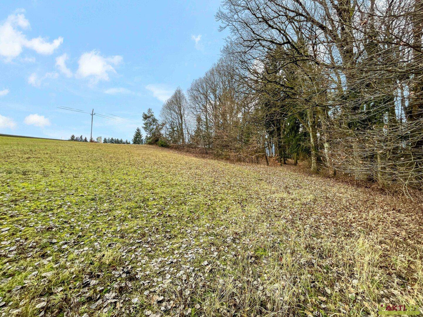 Blick über ein Feld mit herbstlichem Laub und einem dichten Waldrand im Hintergrund.