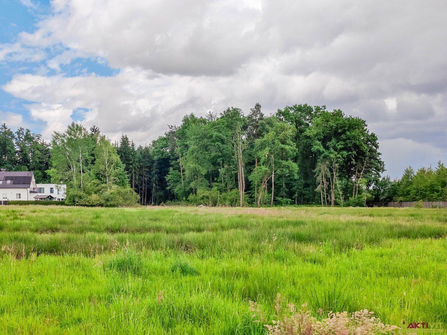Weitläufiges grünes Feld grenzt an einen dichten Wald, mit einem modernen Haus am linken Bildrand.