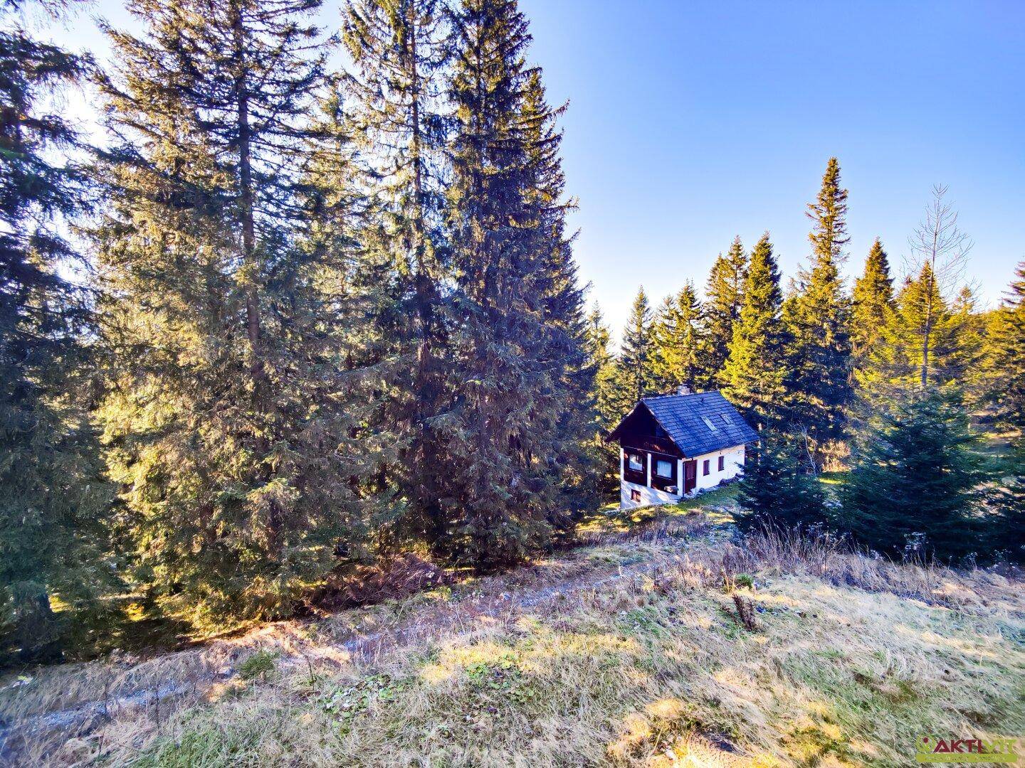 Kleine Hütte in der Ferne, umgeben von hohen Nadelbäumen in einer ruhigen Waldlandschaft.