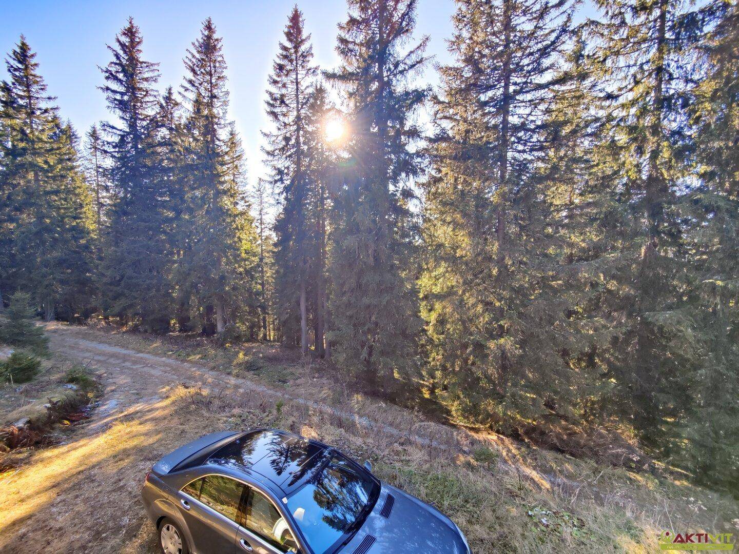 Waldweg mit einem Auto, umgeben von hohen Bäumen und Sonnenschein.