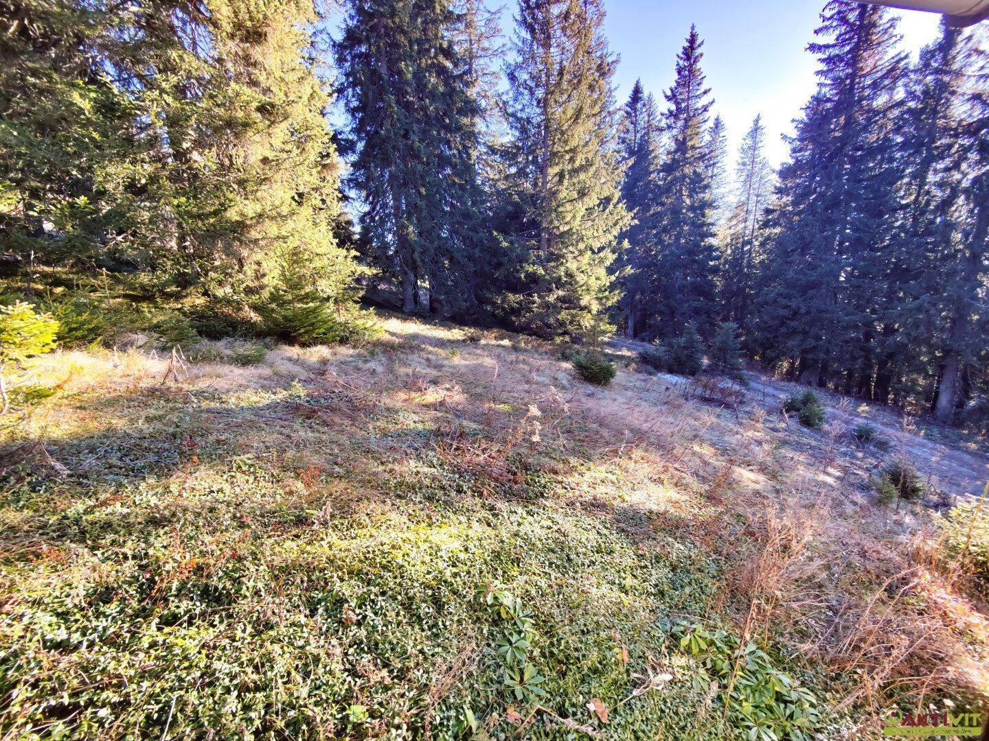 Weitläufige Naturlandschaft mit Nadelbäumen und leicht gefrorenem Gras unter blauem Himmel.