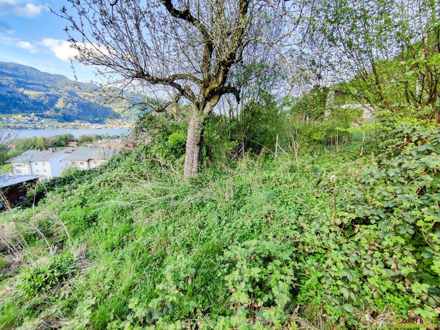 Wild bewachsenes Grundstück mit altem Baum und Fernblick auf den See und die Berglandschaft.