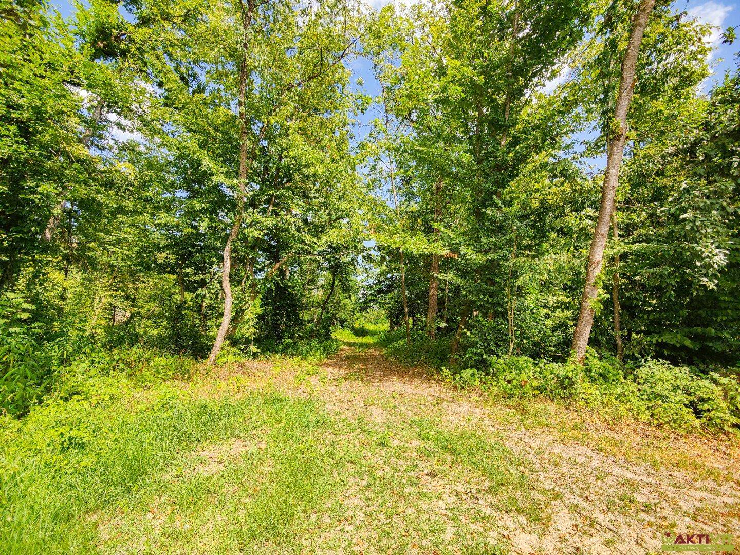 Grüner Waldweg umgeben von dichtem Laubwerk und hohen Bäumen an einem sonnigen Tag.