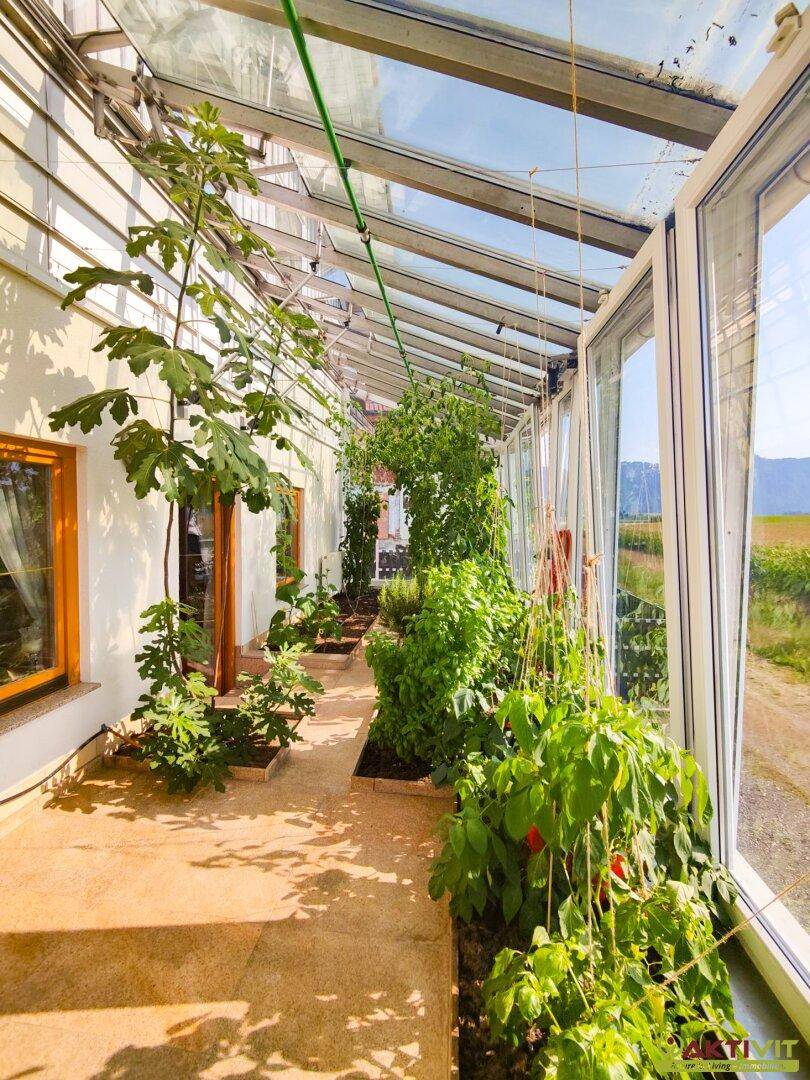 Heller Wintergarten mit Glasdach und -wänden, bepflanzt mit Feigenbäumen und anderen Gewächsen.