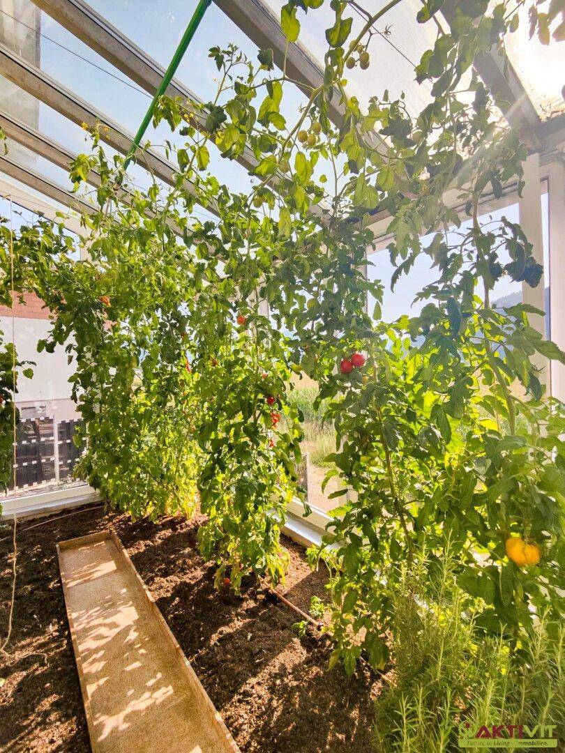 Üppige Tomatenpflanzen wachsen im sonnigen Wintergarten, der viel natürliches Licht bietet.