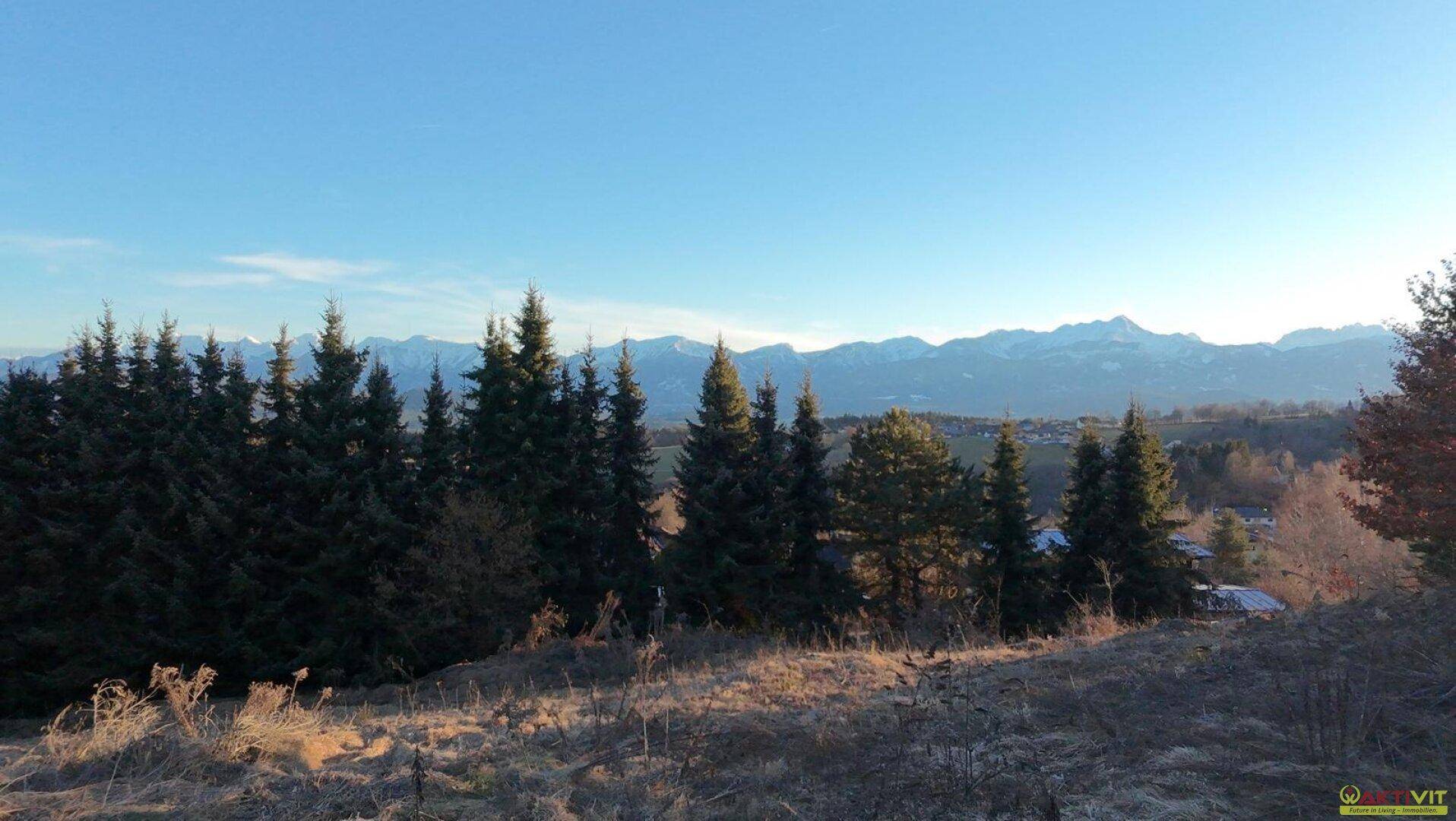 Panoramablick über die hügelige Landschaft mit Nadelbäumen im Vordergrund und Alpenpanorama.