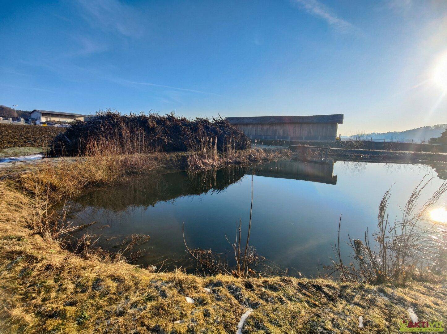 Kleiner Teich mit spiegelnder Wasseroberfläche, umgeben von trockenem Gras und einem Holzhaufen.