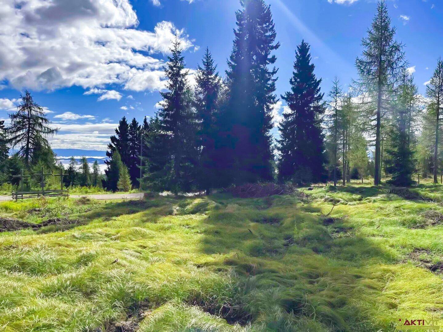 Weitläufige grüne Wiese mit hohen Nadelbäumen und einem Weg im Hintergrund unter bewölktem Himmel.