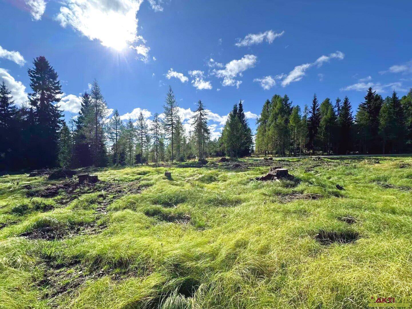 Sonnige Wiesenlandschaft mit vereinzelten Baumstümpfen und Waldrand unter blauem Himmel.