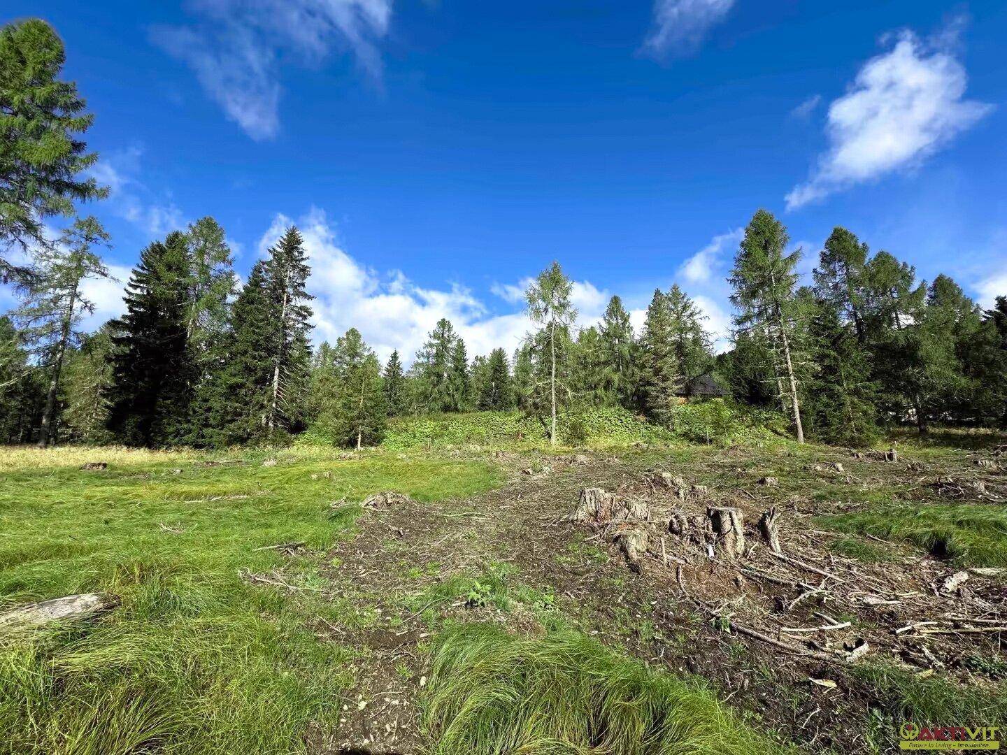 Offene Landschaft mit Baumstümpfen und Nadelbäumen unter einem strahlend blauen Himmel.
