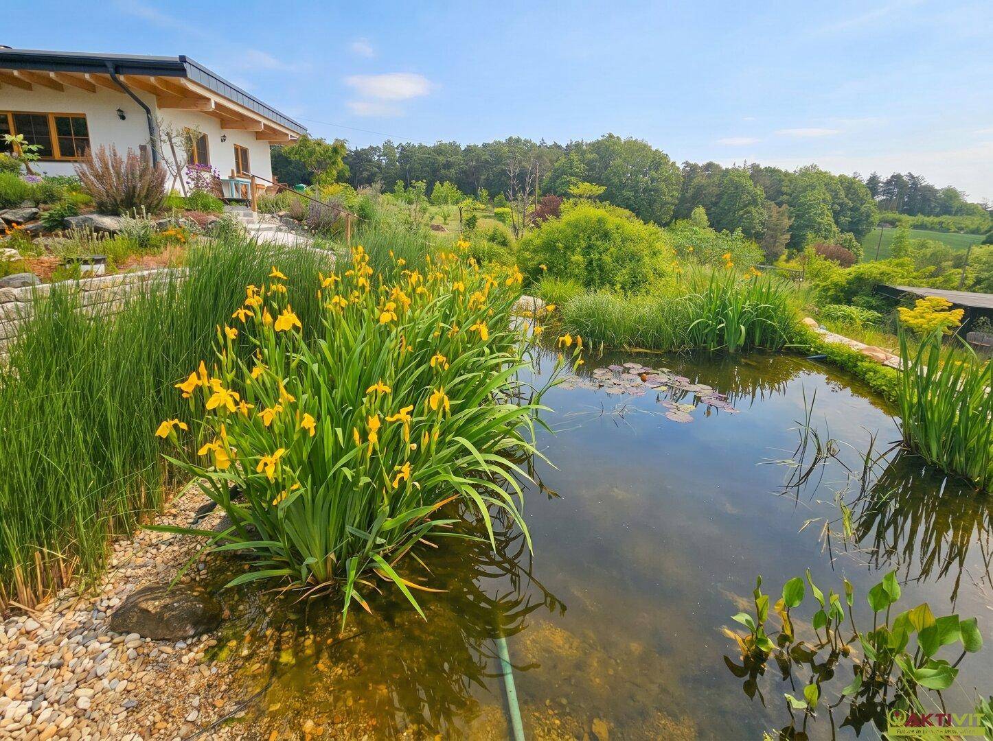 Natürlicher Gartenteich mit gelben Schwertlilien und Blick auf das Wohnhaus.
