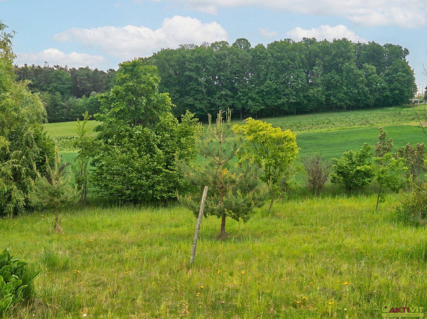 Weitläufige grüne Wiesenlandschaft mit einzelnen Bäumen unter blauem Himmel.