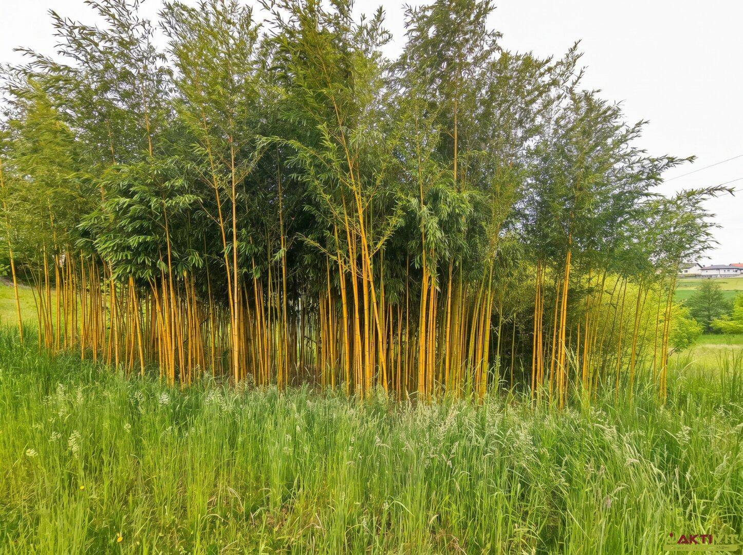 Dichter Bambushain mit leuchtend gelben Stämmen und grüner Wiese im Freien.