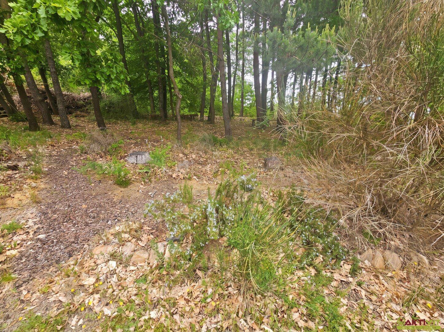 Naturbelassener Waldboden mit Bäumen, trockenem Laub und Unterholz.
