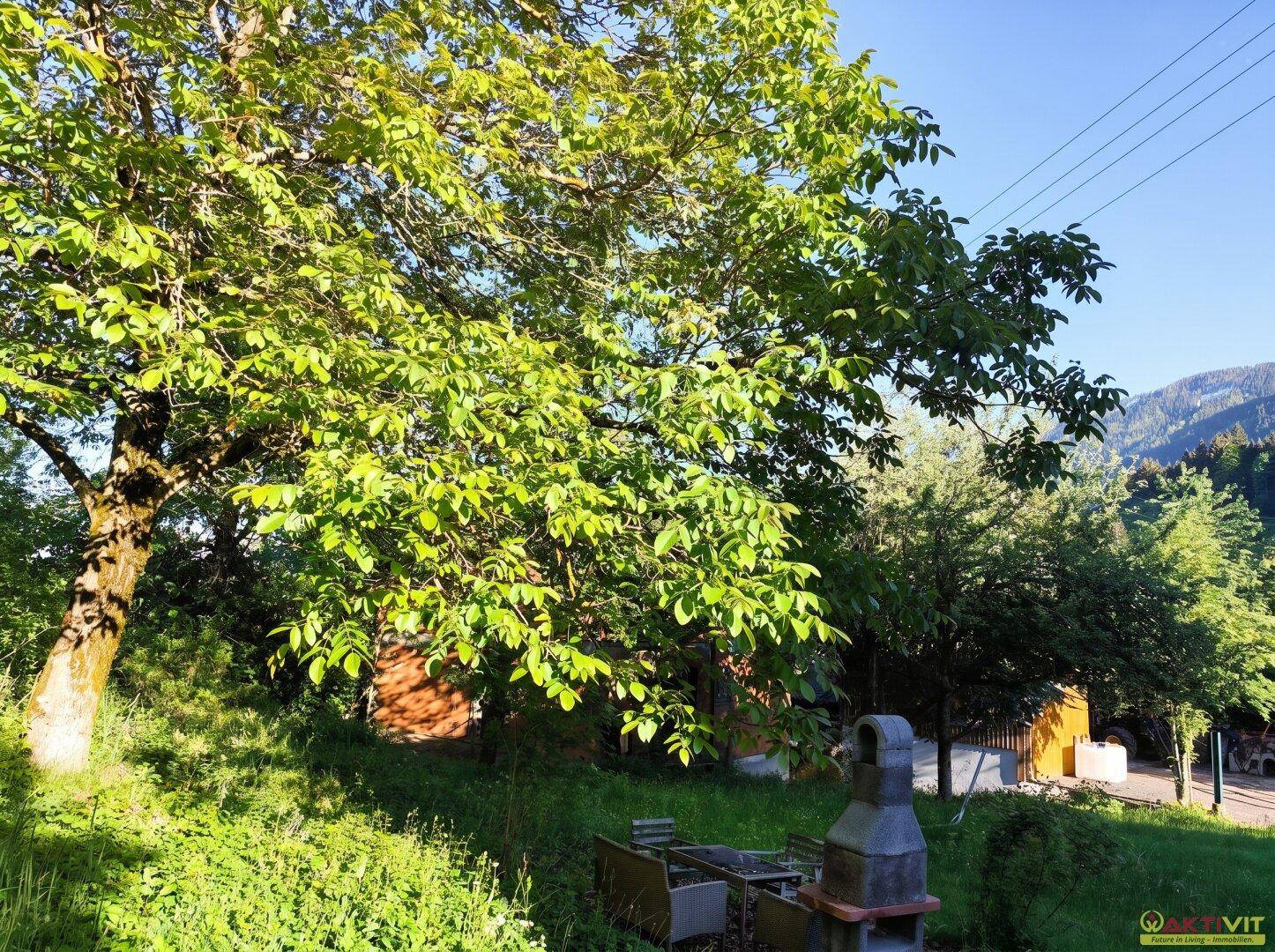 Grüner Gartenbereich mit großem Baum, Steingrill und Blick auf die umliegenden Berge.