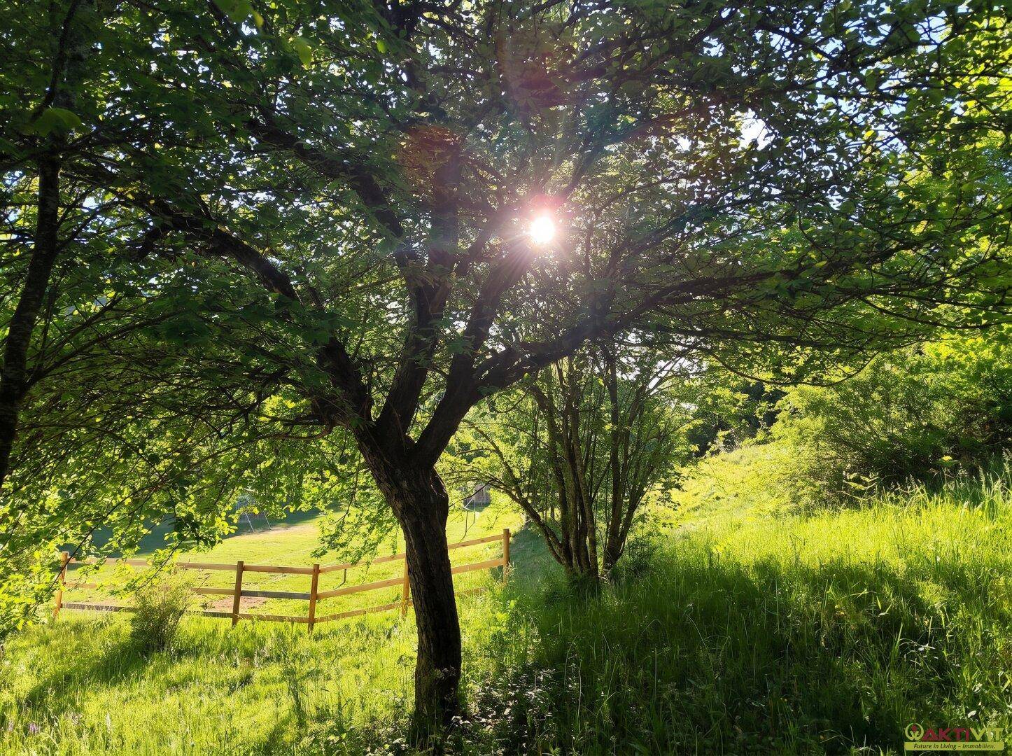 Sonniger Gartenbereich mit Bäumen, grüner Wiese und einem Holzzaun im Hintergrund.