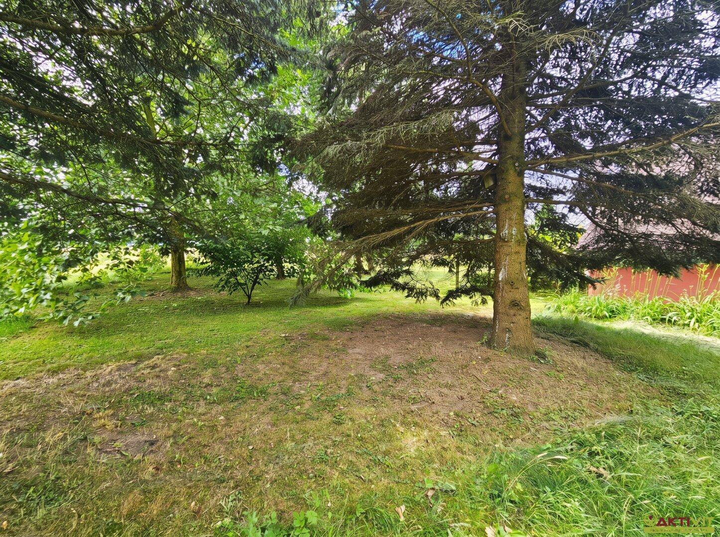 Naturbelassener Gartenbereich mit großen Bäumen und Grasflächen unter blauem Himmel.