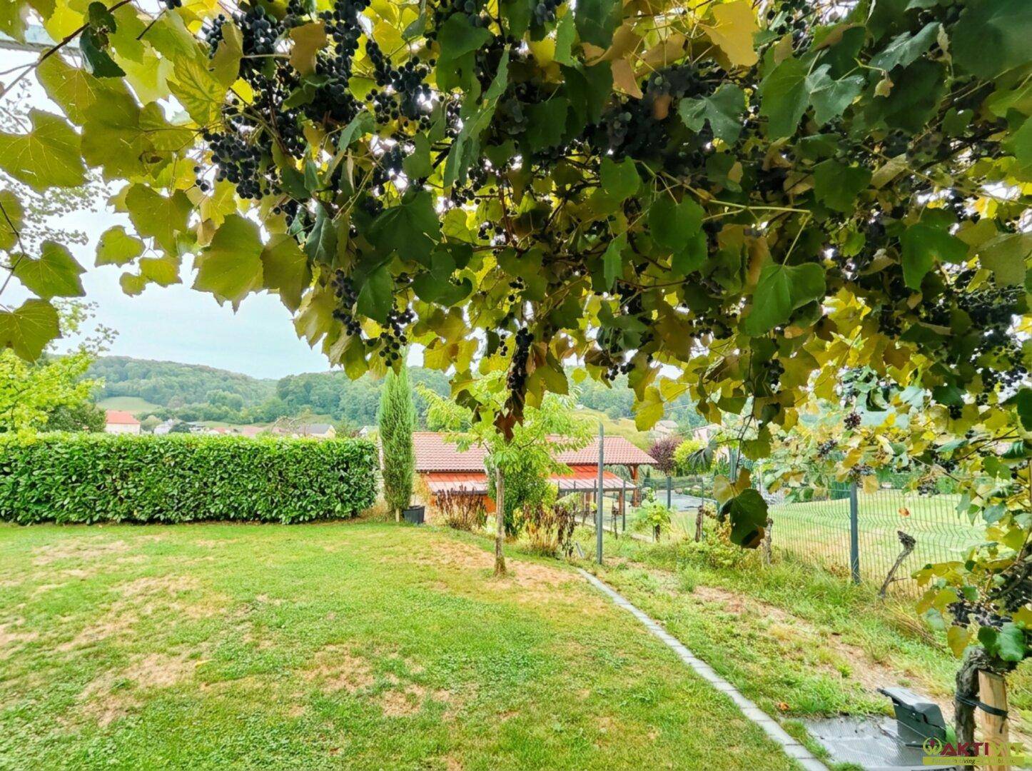 Grüner Gartenbereich mit Rasenfläche, Hecke und überhängenden Weinreben im Vordergrund.