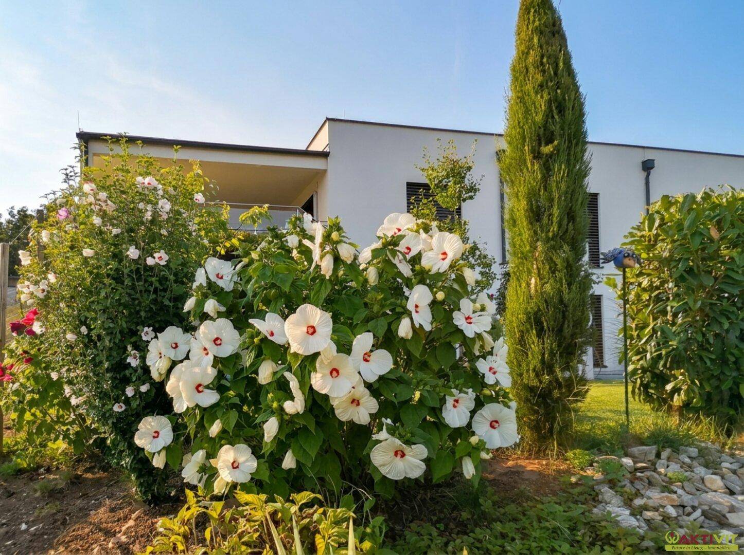 Weiße Hausfassade umgeben von blühenden Sträuchern und einem hohen Zypressenbaum.