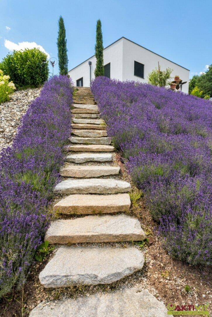 Steintreppe führt einen mit Lavendel bewachsenen Hang hinauf zu einem modernen Haus.