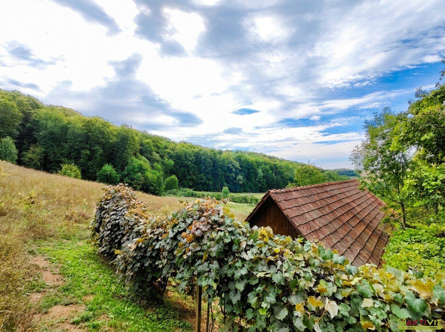 Weitläufige Landschaft mit grünen Hügeln und einem kleinen Gebäude, umgeben von Weinreben.