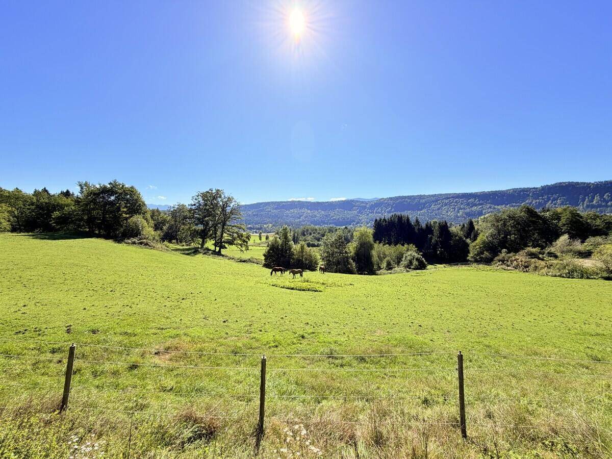 Weitläufige grüne Wiesen mit Pferden unter strahlend blauem Himmel und bewaldeten Hügeln.