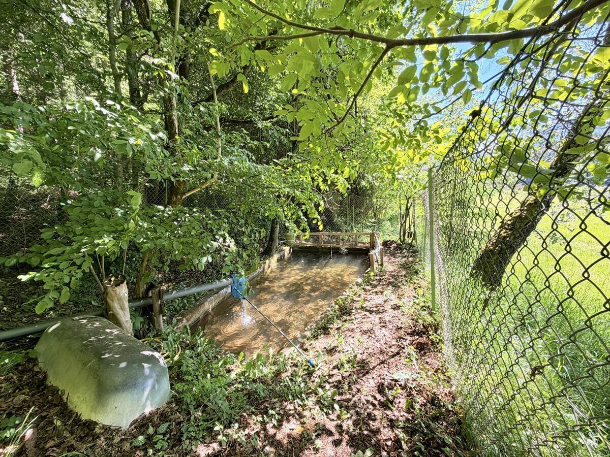 Kleiner Bachlauf in einem bewaldeten Gebiet, umgeben von üppigem Grün und einem Maschendrahtzaun.