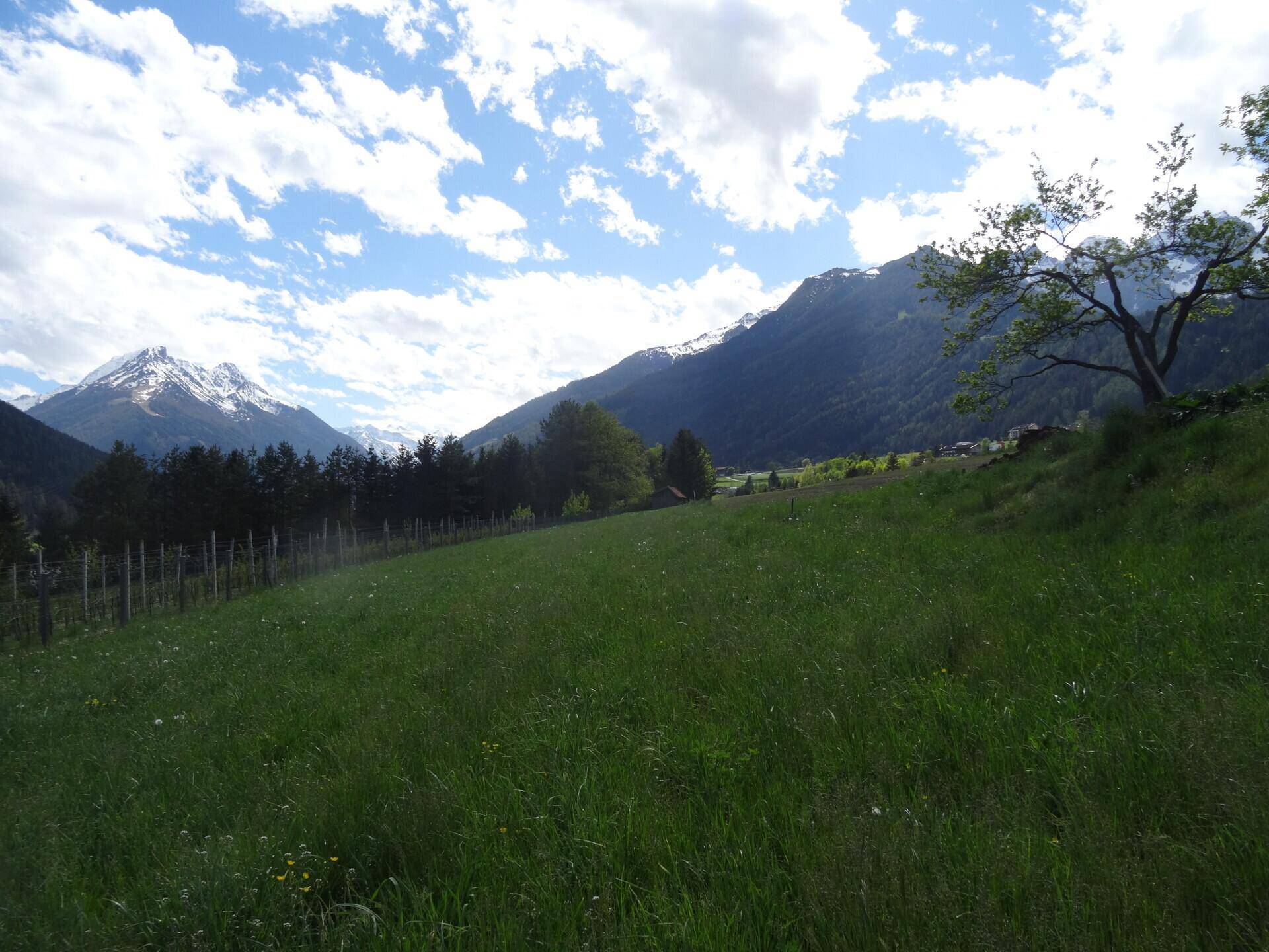 Weitläufige grüne Wiesen mit Weinreben und einer atemberaubenden Bergkulisse am Horizont.