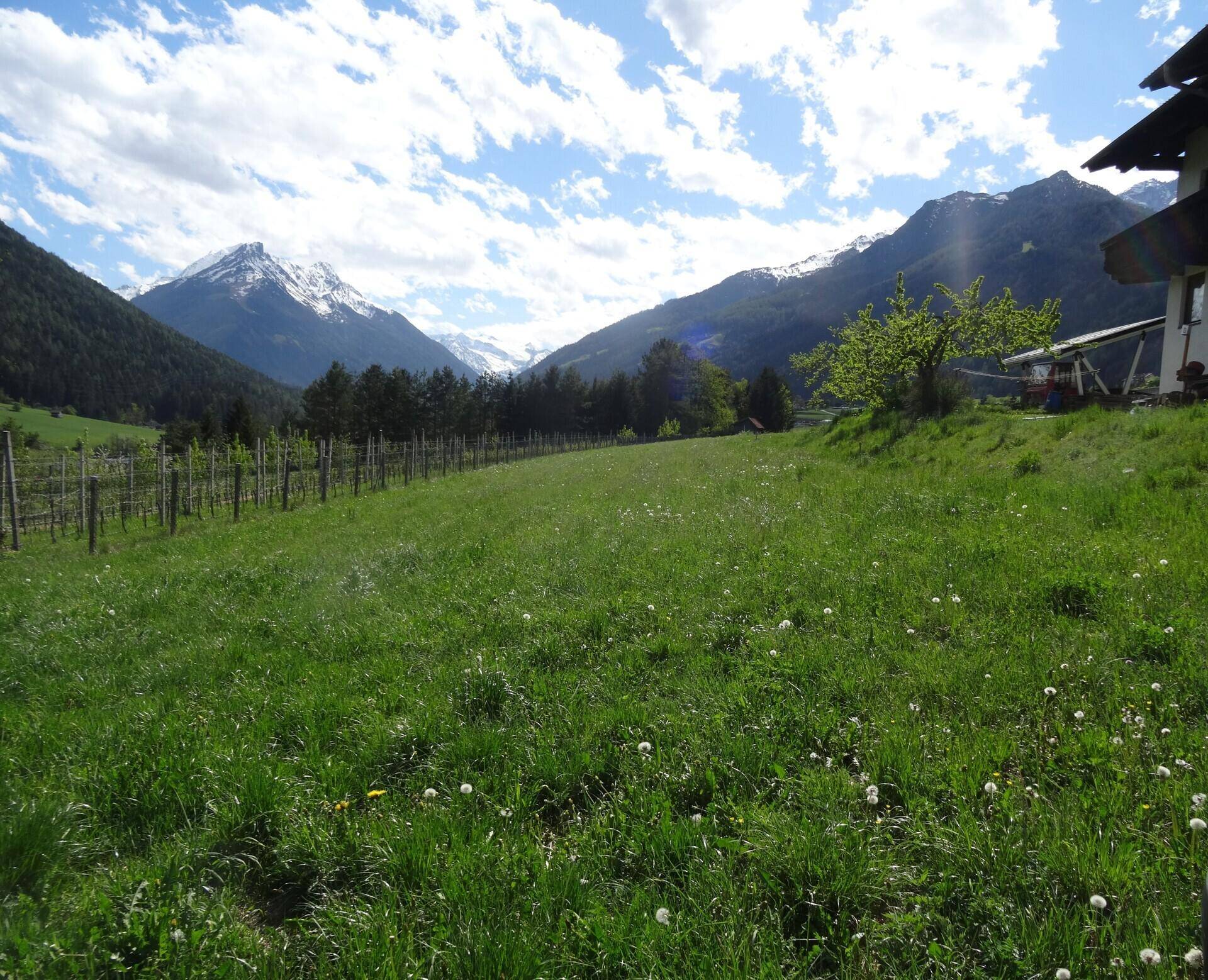 Weitläufige grüne Wiese mit Weinreben und beeindruckendem Bergblick unter blauem Himmel.