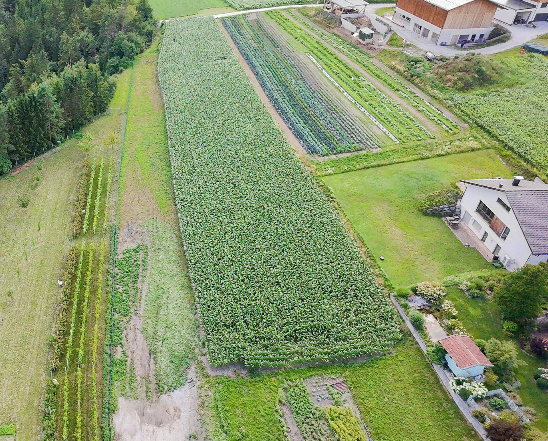 Weitläufige landwirtschaftliche Felder und ein Wohnhaus in einer grünen, ländlichen Umgebung.