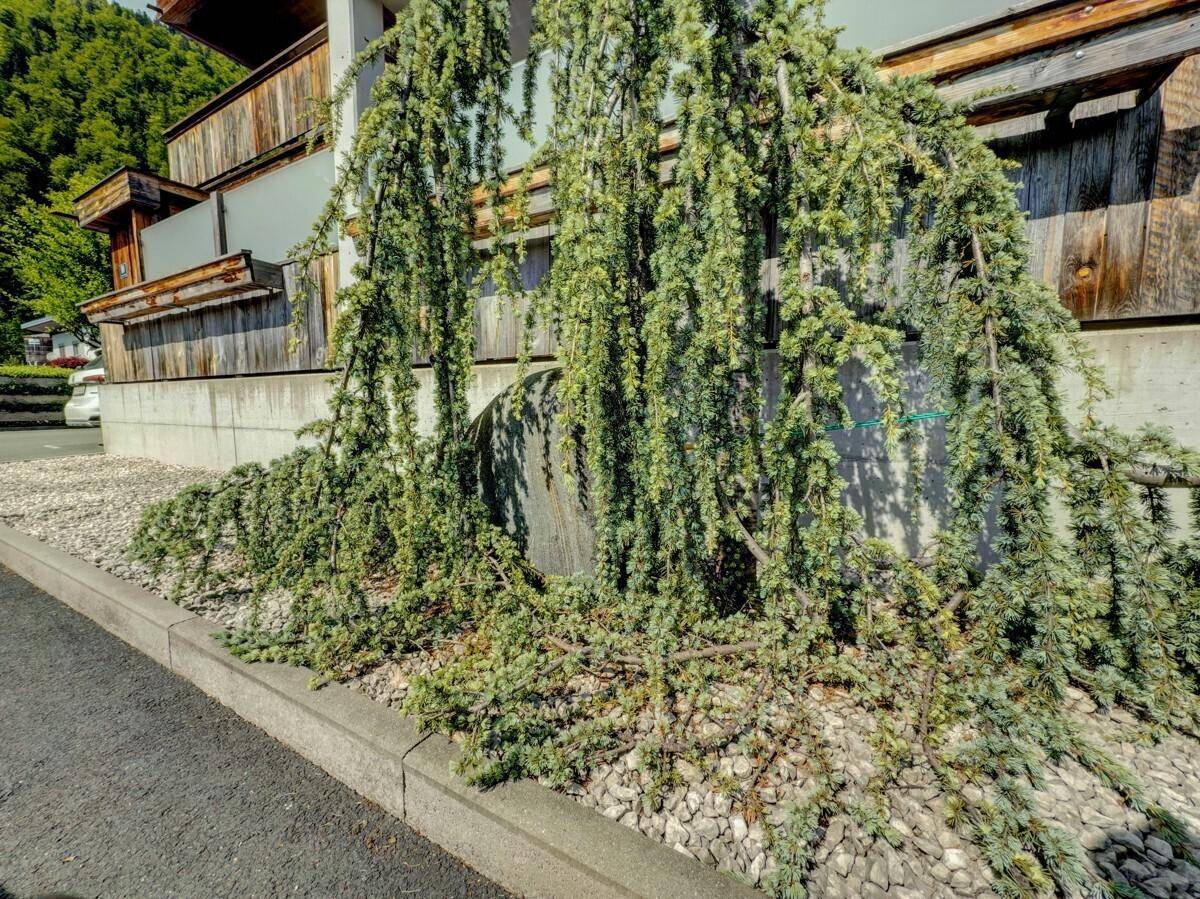 Detailansicht der Landschaftsgestaltung mit einem hängenden Baum und Kiesbeet.