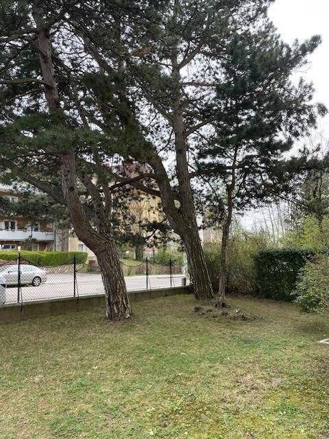 Grünfläche mit hohen Nadelbäumen und Rasen, angrenzend an eine Straße mit Gebäuden im Hintergrund.