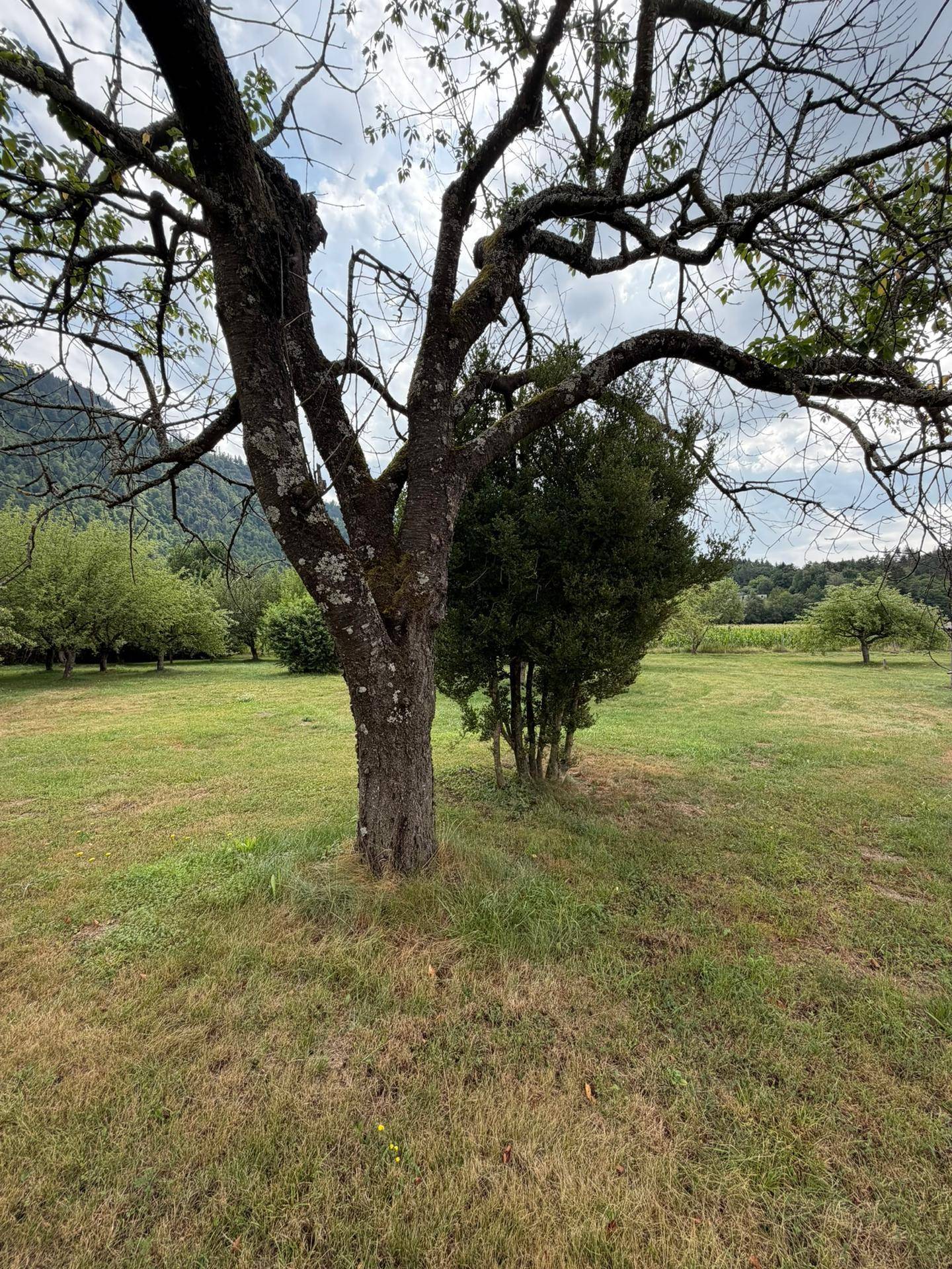 Großer Baum im Vordergrund eines weitläufigen Gartens mit Blick auf die bewaldeten Berge.