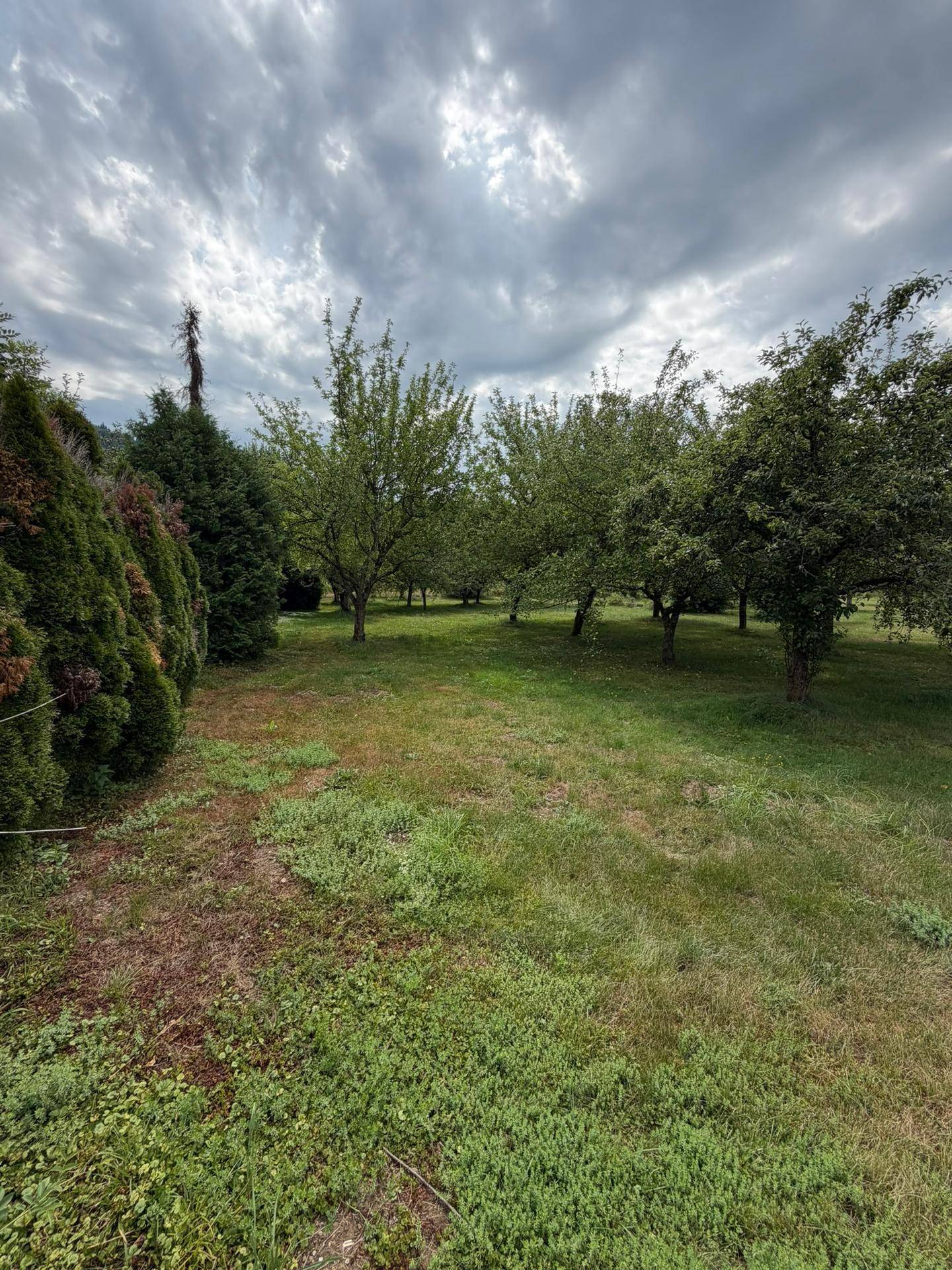 Gepflegter Garten mit Obstbäumen und Hecken unter einem bewölkten Himmel in ländlicher Umgebung.