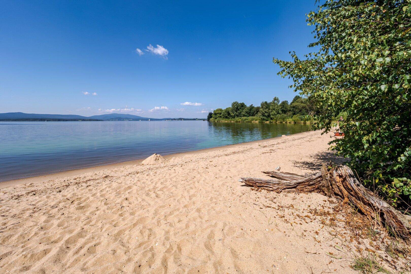 Idyllischer Sandstrand am See mit klarem Wasser, grüner Ufervegetation und Treibholz im Vordergrund.