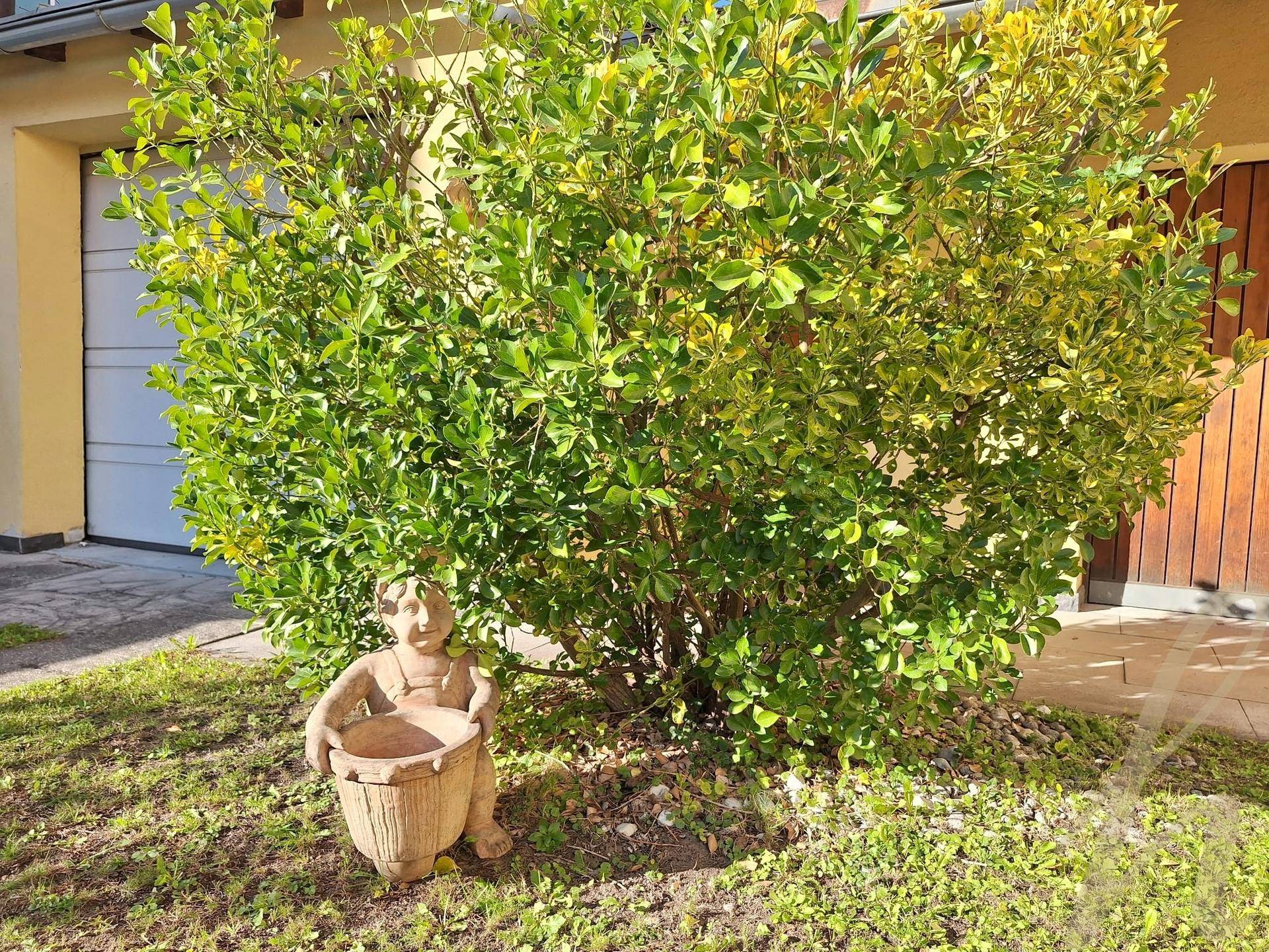 Gartendetail mit einem Busch und einer kleinen Gartenzwerg-Statue vor dem Haus.