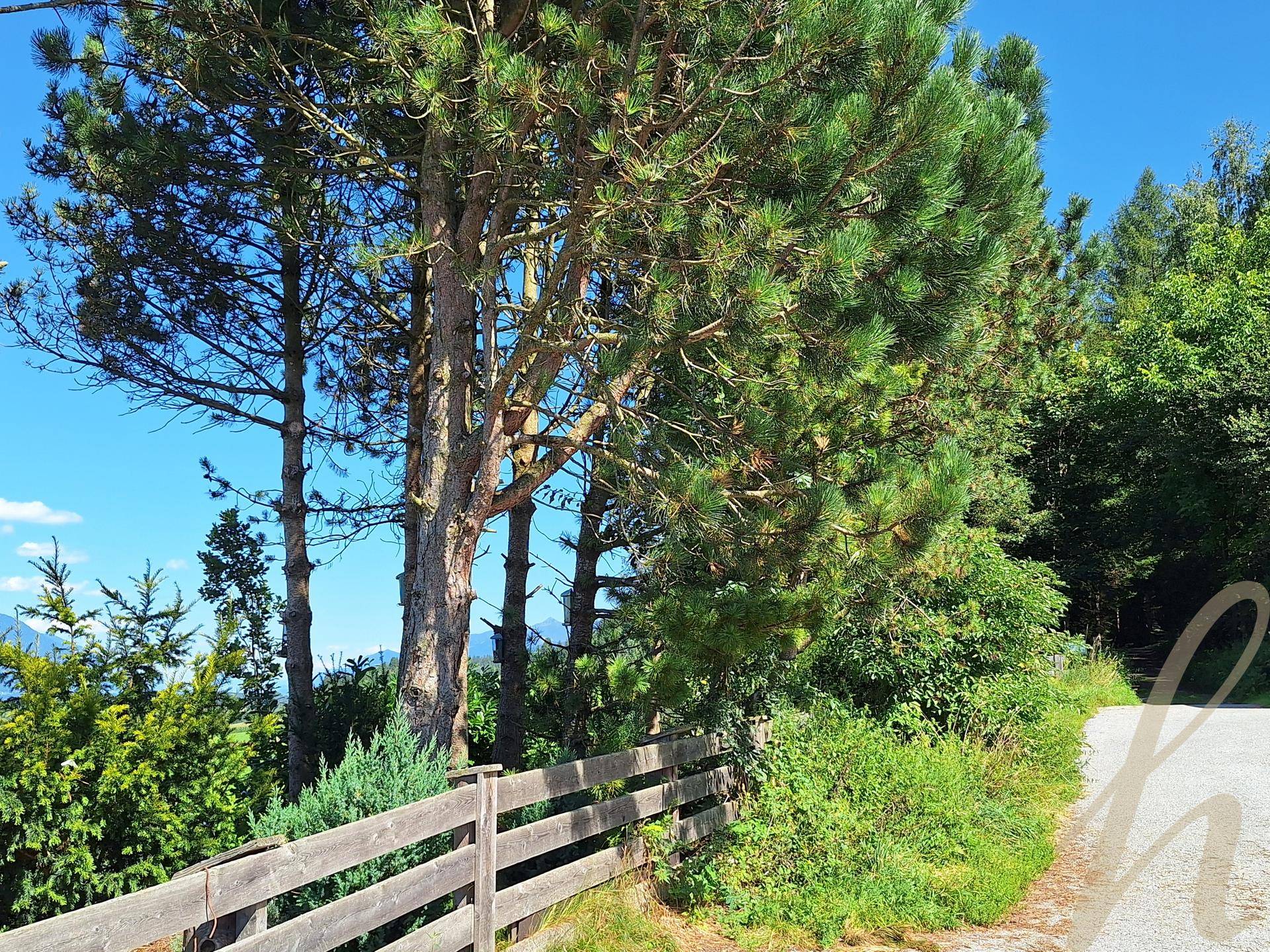 Hohe Bäume und ein Holzzaun säumen eine Straße mit Blick auf die Berge in der Ferne.